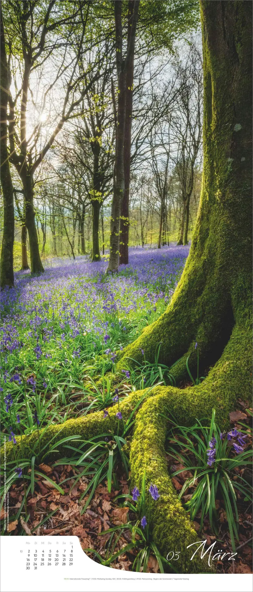 Bild: 4069095008519 | Bäume - Wandkalender im Format 30 x 70 | Kalender | 13 S. | Deutsch
