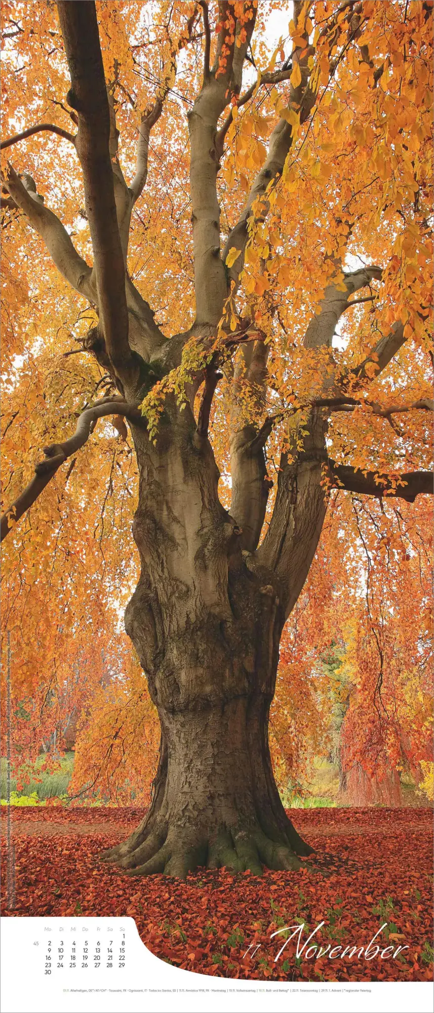 Bild: 4069095008519 | Bäume - Wandkalender im Format 30 x 70 | Kalender | 13 S. | Deutsch