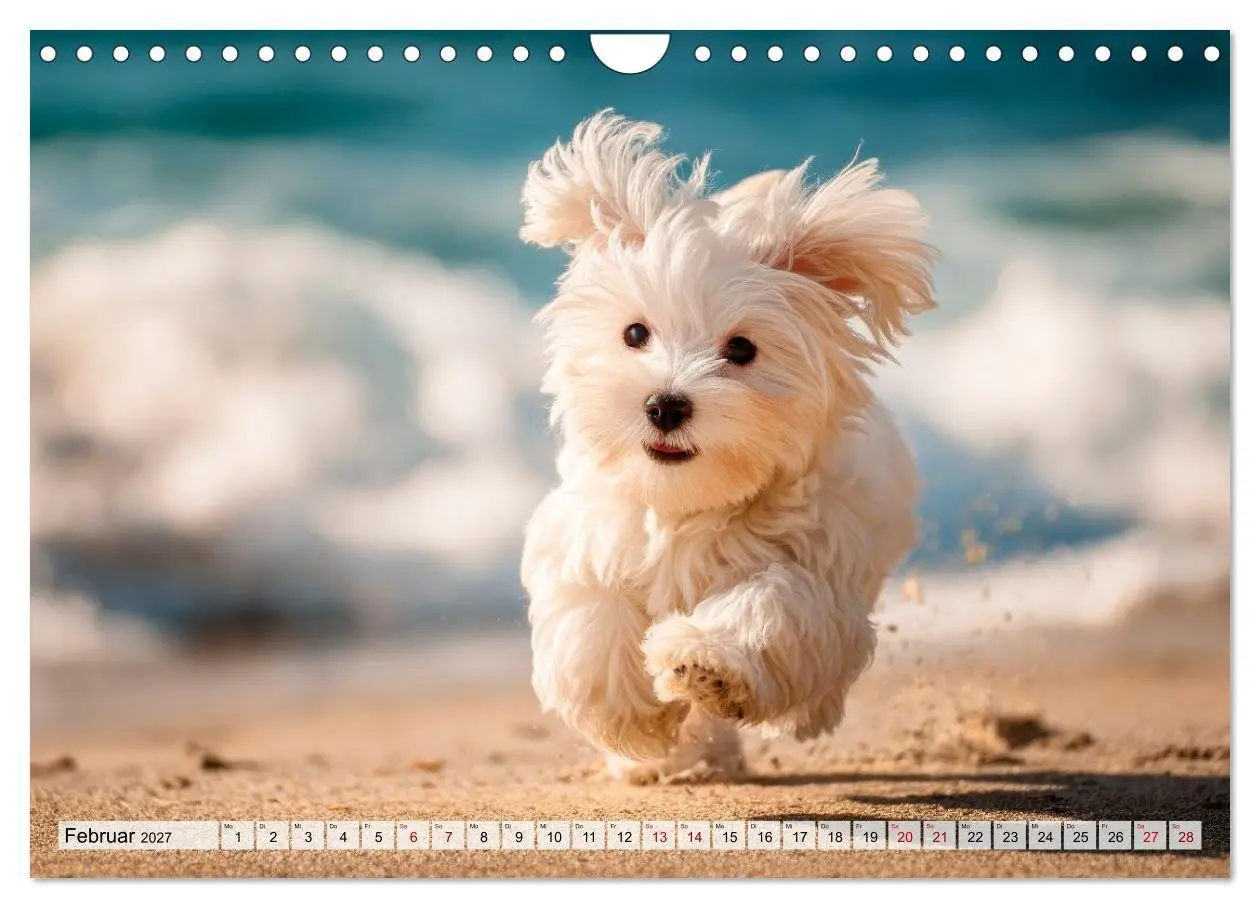 Bild: 9783594378519 | Malteser - Hunde mit Herz und Charme (Wandkalender 2027 DIN A4...