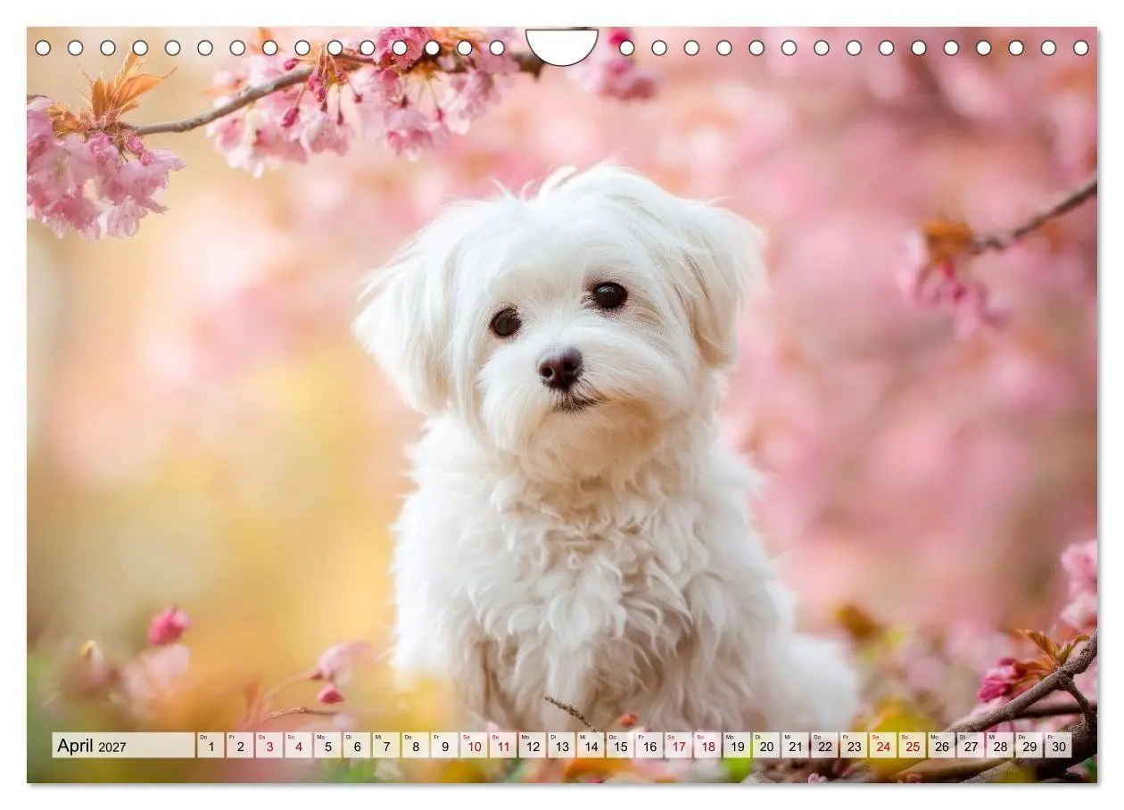 Bild: 9783594378519 | Malteser - Hunde mit Herz und Charme (Wandkalender 2027 DIN A4...
