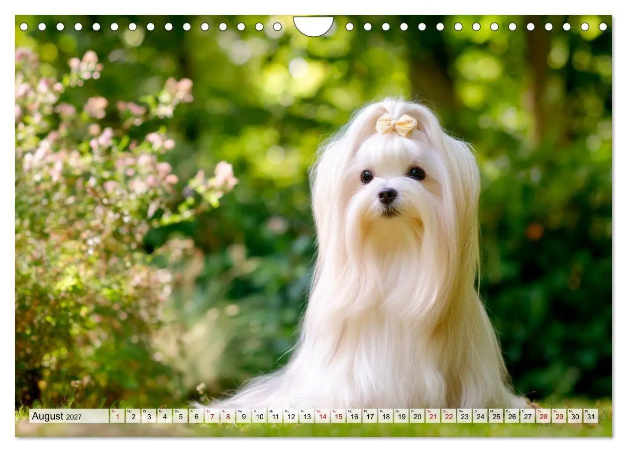 Bild: 9783594378519 | Malteser - Hunde mit Herz und Charme (Wandkalender 2027 DIN A4...