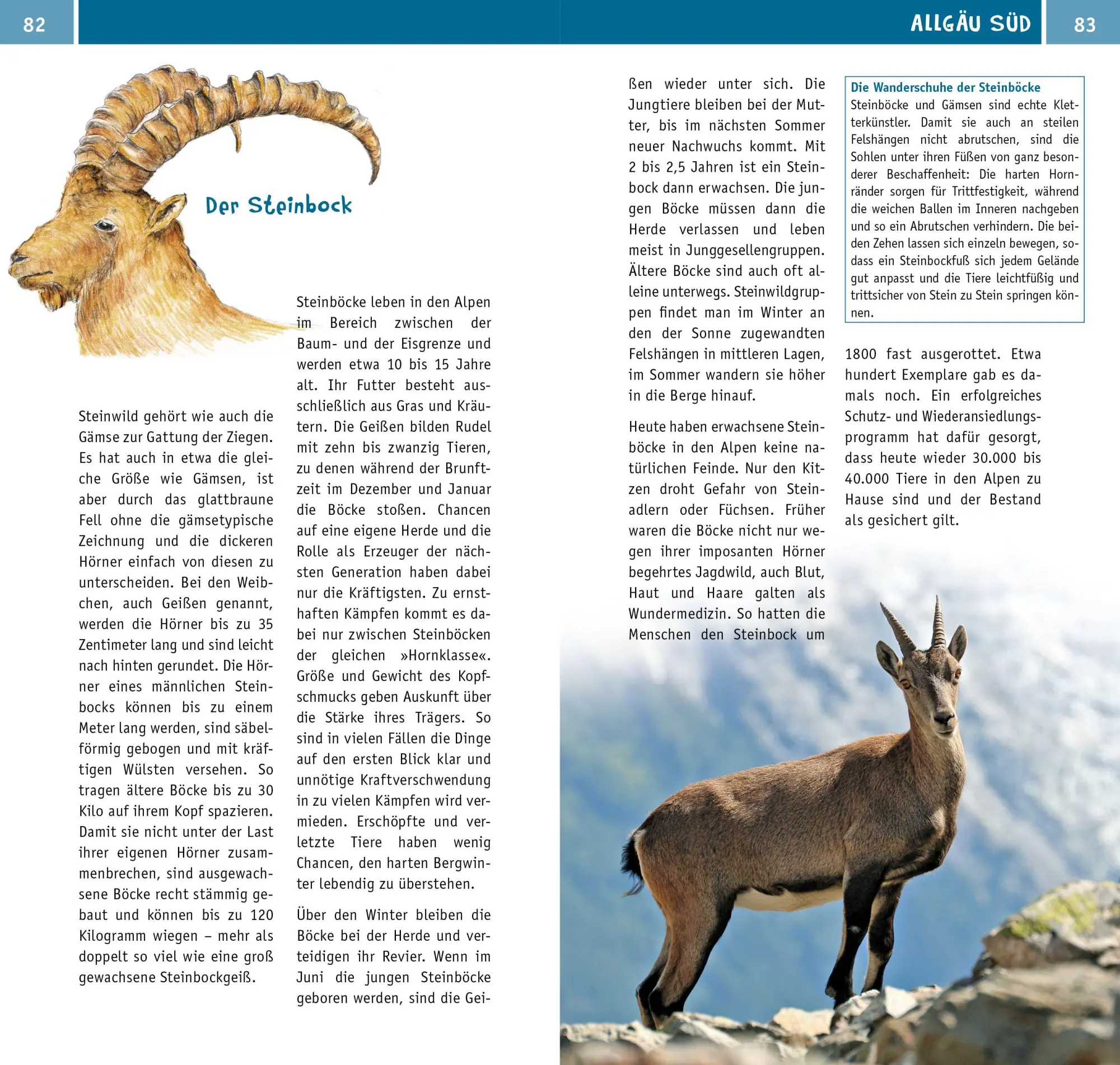 Bild: 9783944378619 | Naturzeit mit Kindern: Allgäu | Stefanie Holtkamp (u. a.) | Buch