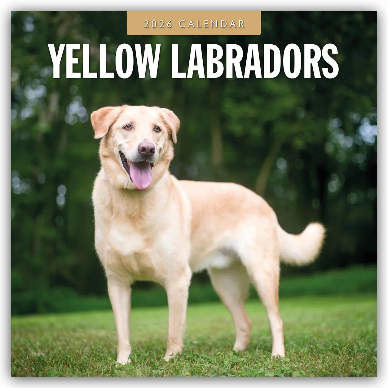 Cover: 9781804428719 | Yellow Labrador 2026 Square Wall Calendar | Red Robin | Taschenbuch
