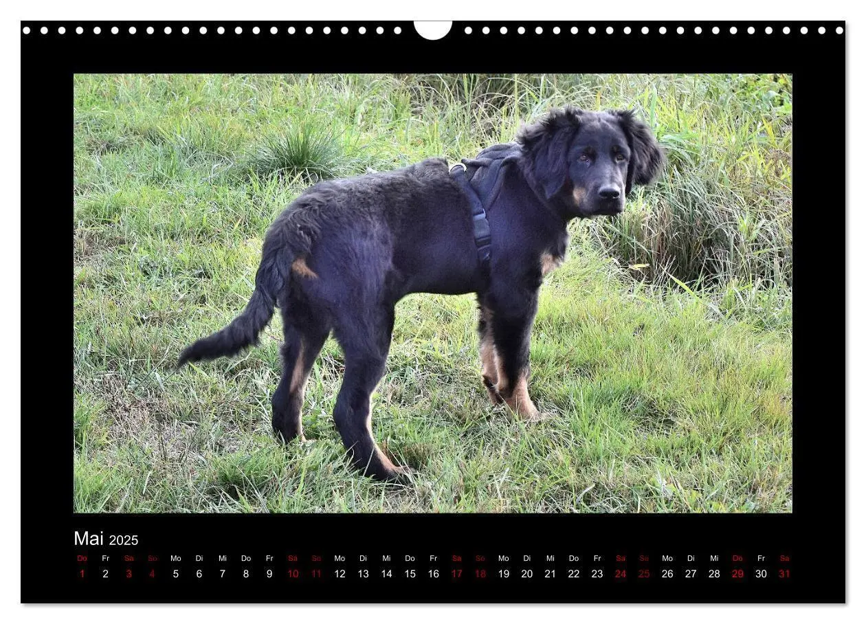 Bild: 9783435268719 | Der Hovawart... Dein Freund fürs Leben ! (Wandkalender 2025 DIN A3...