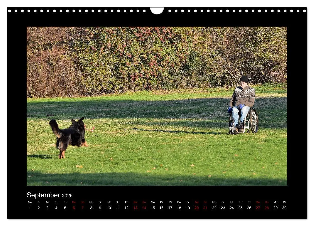 Bild: 9783435268719 | Der Hovawart... Dein Freund fürs Leben ! (Wandkalender 2025 DIN A3...