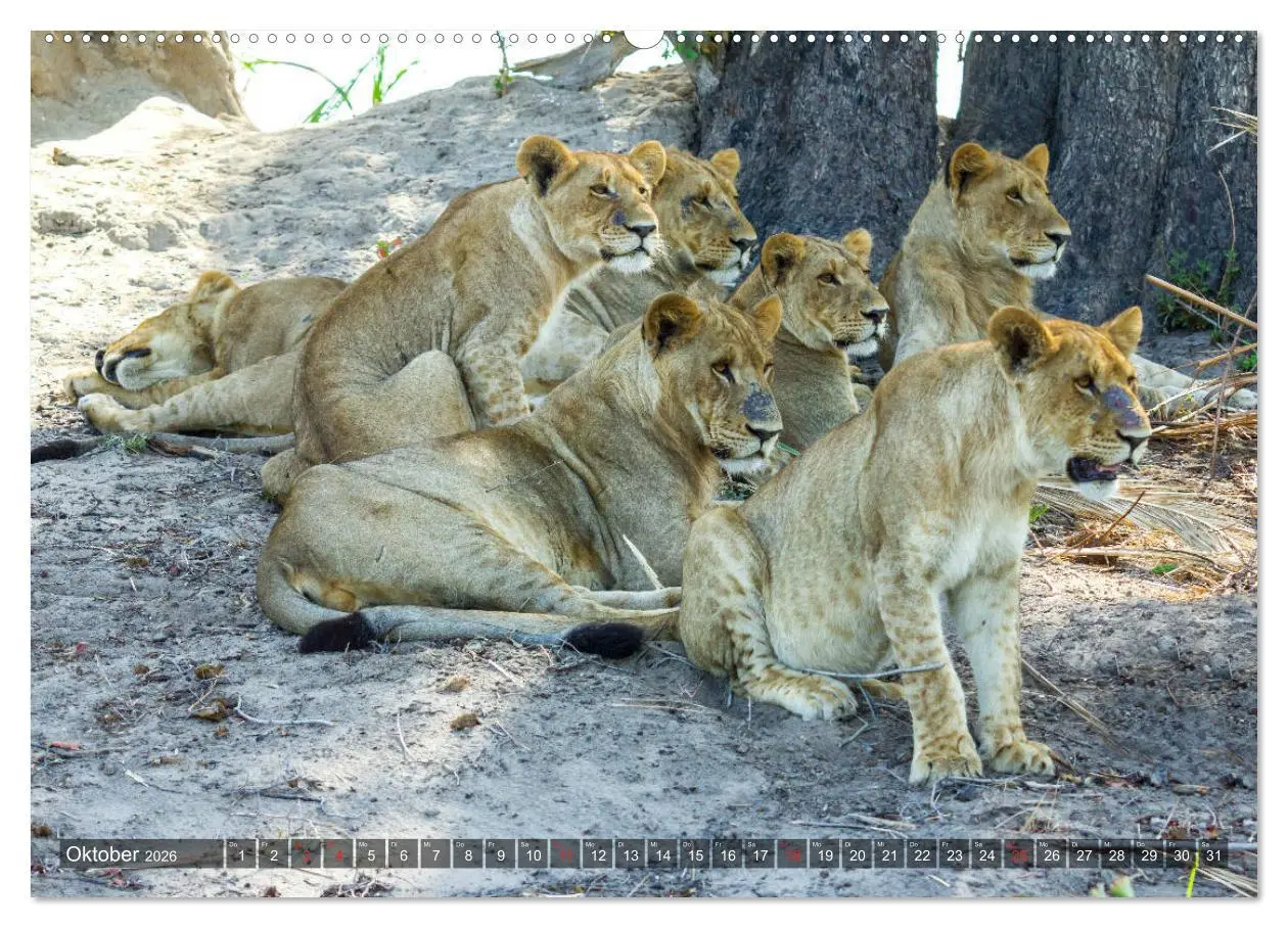 Bild: 9783457738719 | Katzen im Busch (Wandkalender 2026 DIN A2 quer), CALVENDO...