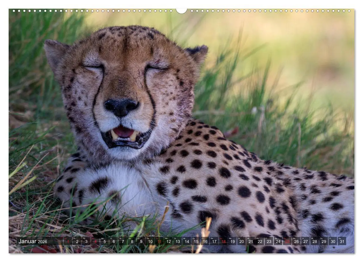 Bild: 9783457738719 | Katzen im Busch (Wandkalender 2026 DIN A2 quer), CALVENDO...