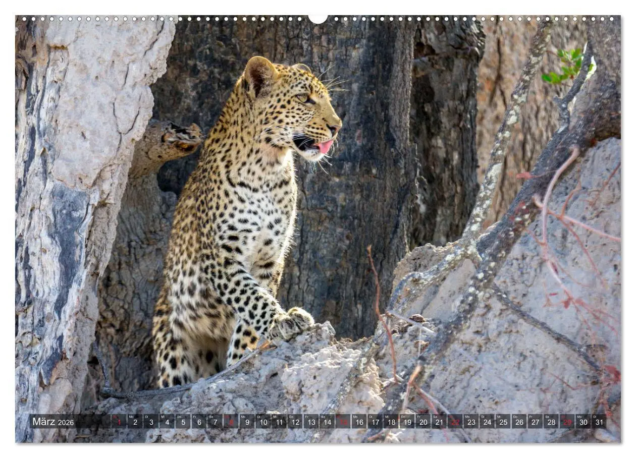 Bild: 9783457738719 | Katzen im Busch (Wandkalender 2026 DIN A2 quer), CALVENDO...