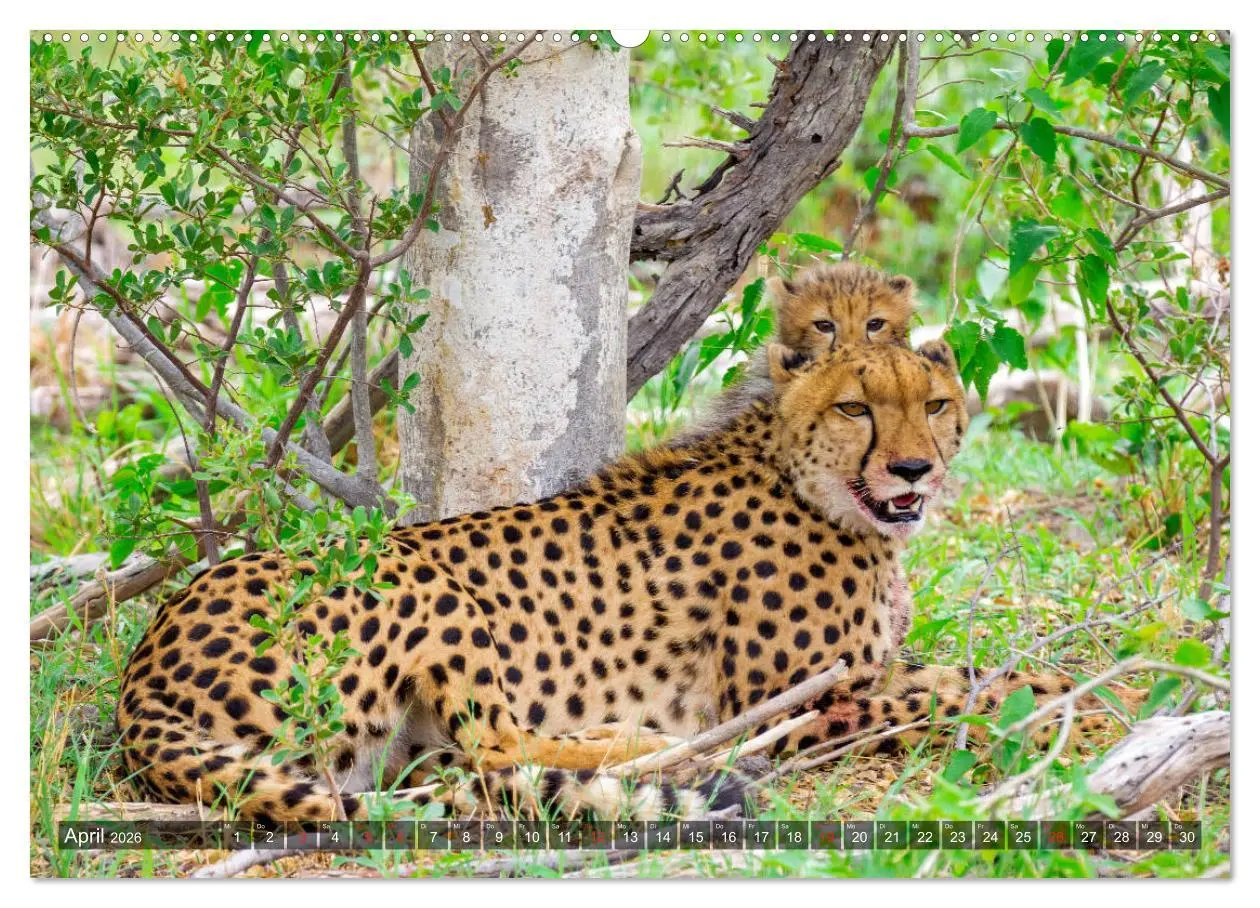 Bild: 9783457738719 | Katzen im Busch (Wandkalender 2026 DIN A2 quer), CALVENDO...