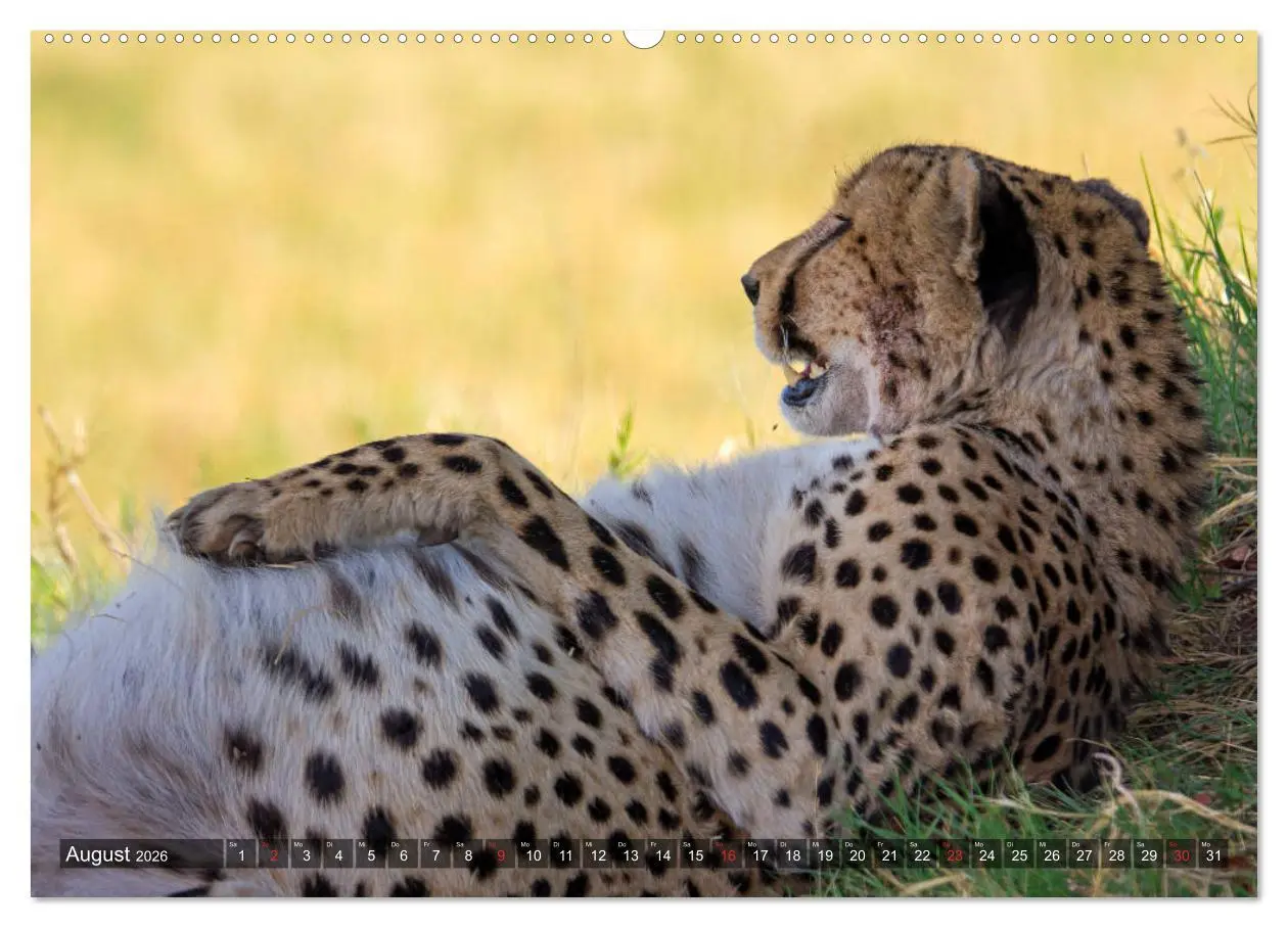 Bild: 9783457738719 | Katzen im Busch (Wandkalender 2026 DIN A2 quer), CALVENDO...