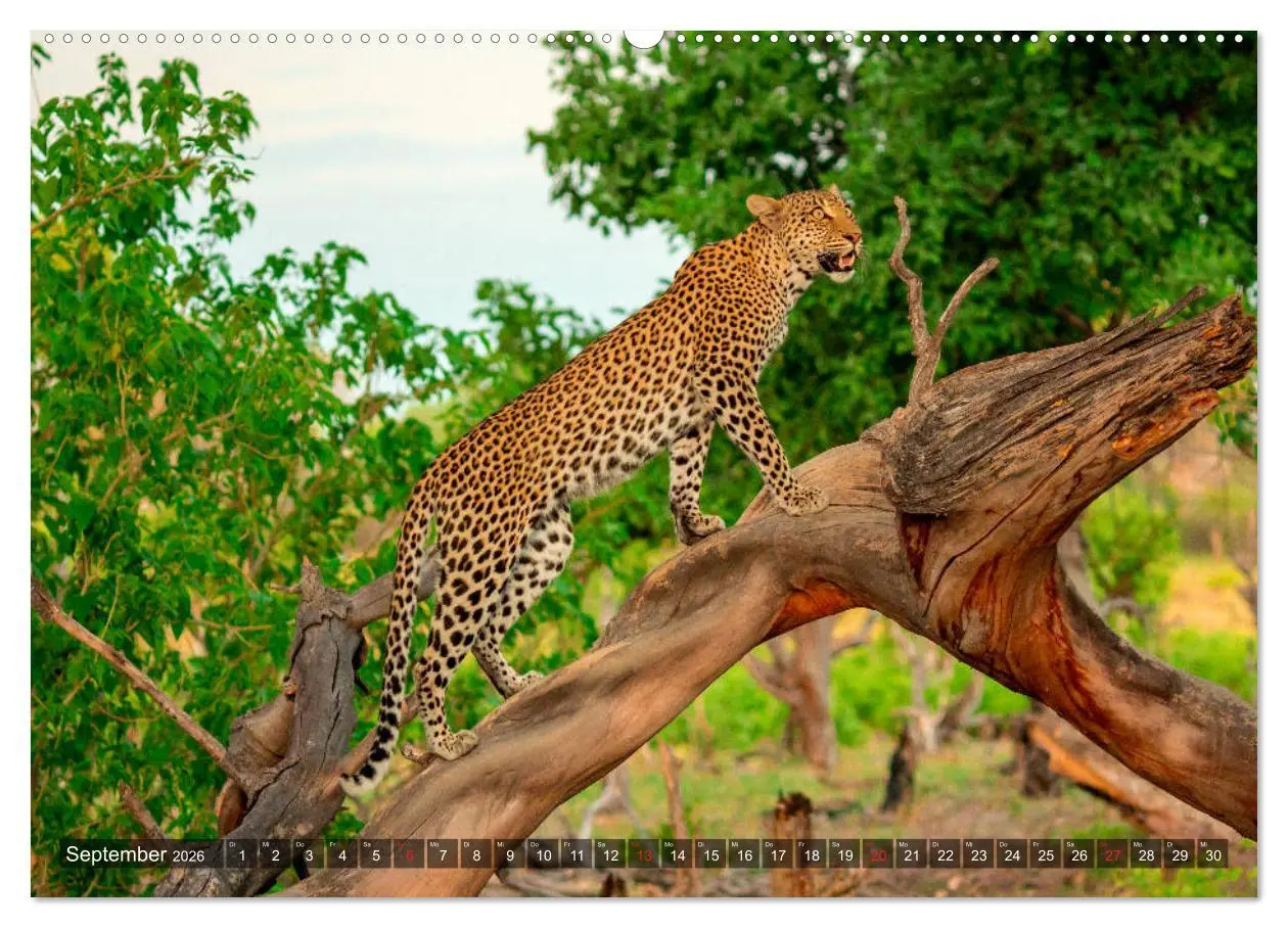 Bild: 9783457738719 | Katzen im Busch (Wandkalender 2026 DIN A2 quer), CALVENDO...