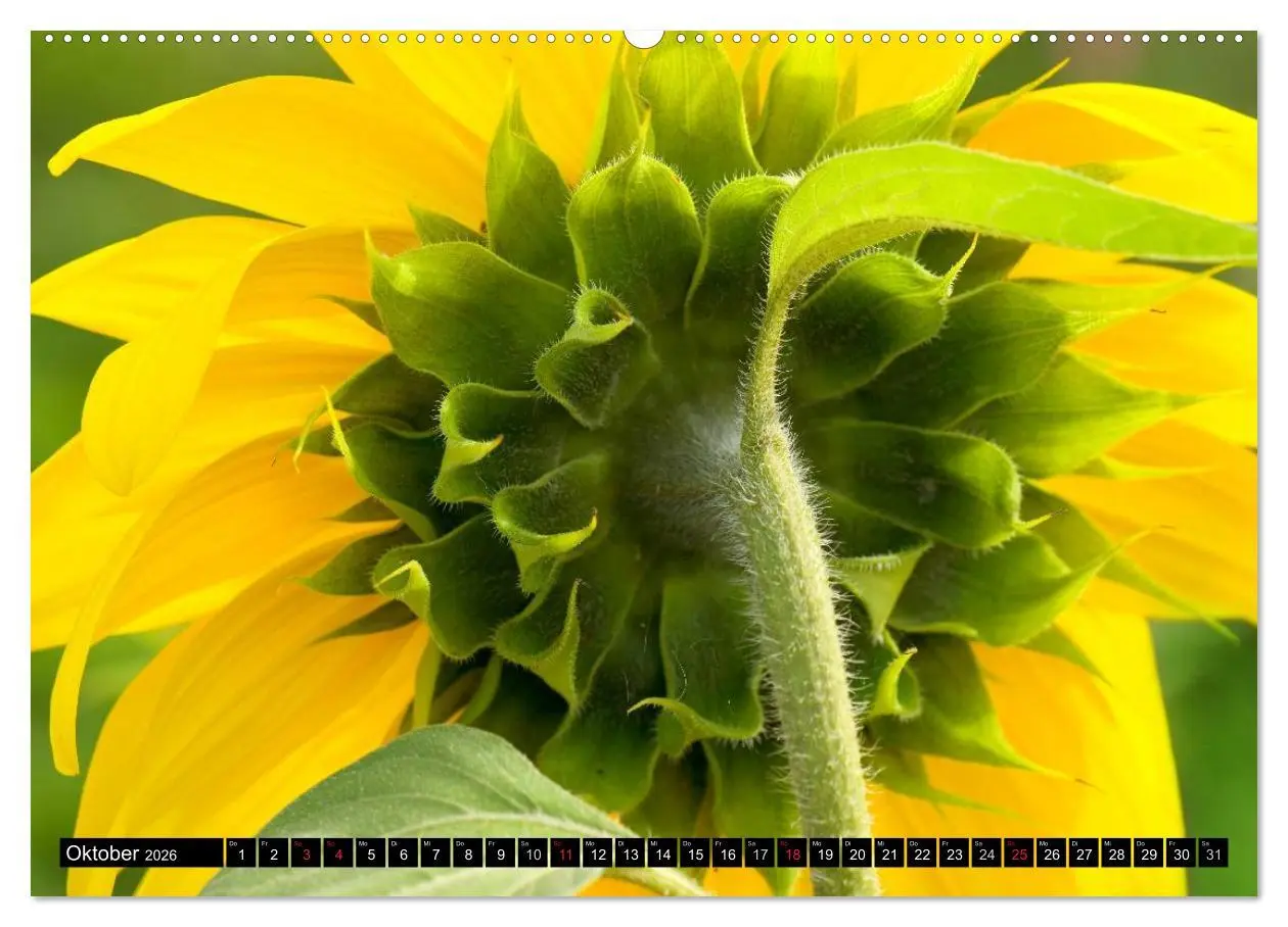 Bild: 9783516128819 | Zeit für Sonnenblumen (Wandkalender 2026 DIN A2 quer), CALVENDO...