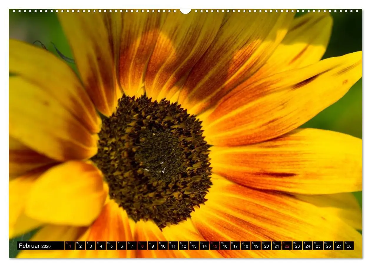 Bild: 9783516128819 | Zeit für Sonnenblumen (Wandkalender 2026 DIN A2 quer), CALVENDO...