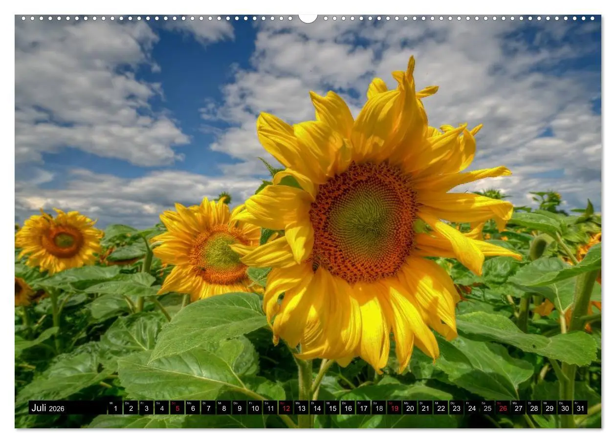 Bild: 9783516128819 | Zeit für Sonnenblumen (Wandkalender 2026 DIN A2 quer), CALVENDO...