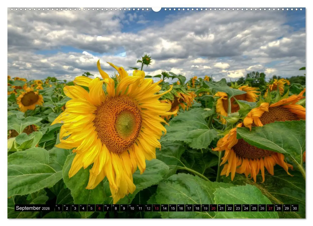 Bild: 9783516128819 | Zeit für Sonnenblumen (Wandkalender 2026 DIN A2 quer), CALVENDO...