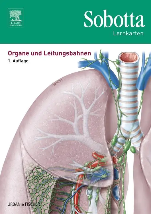 Cover: 9783437429019 | Sobotta Lernkarten Organe und Leitungsbahnen | Lars Bräuer | Box | XII