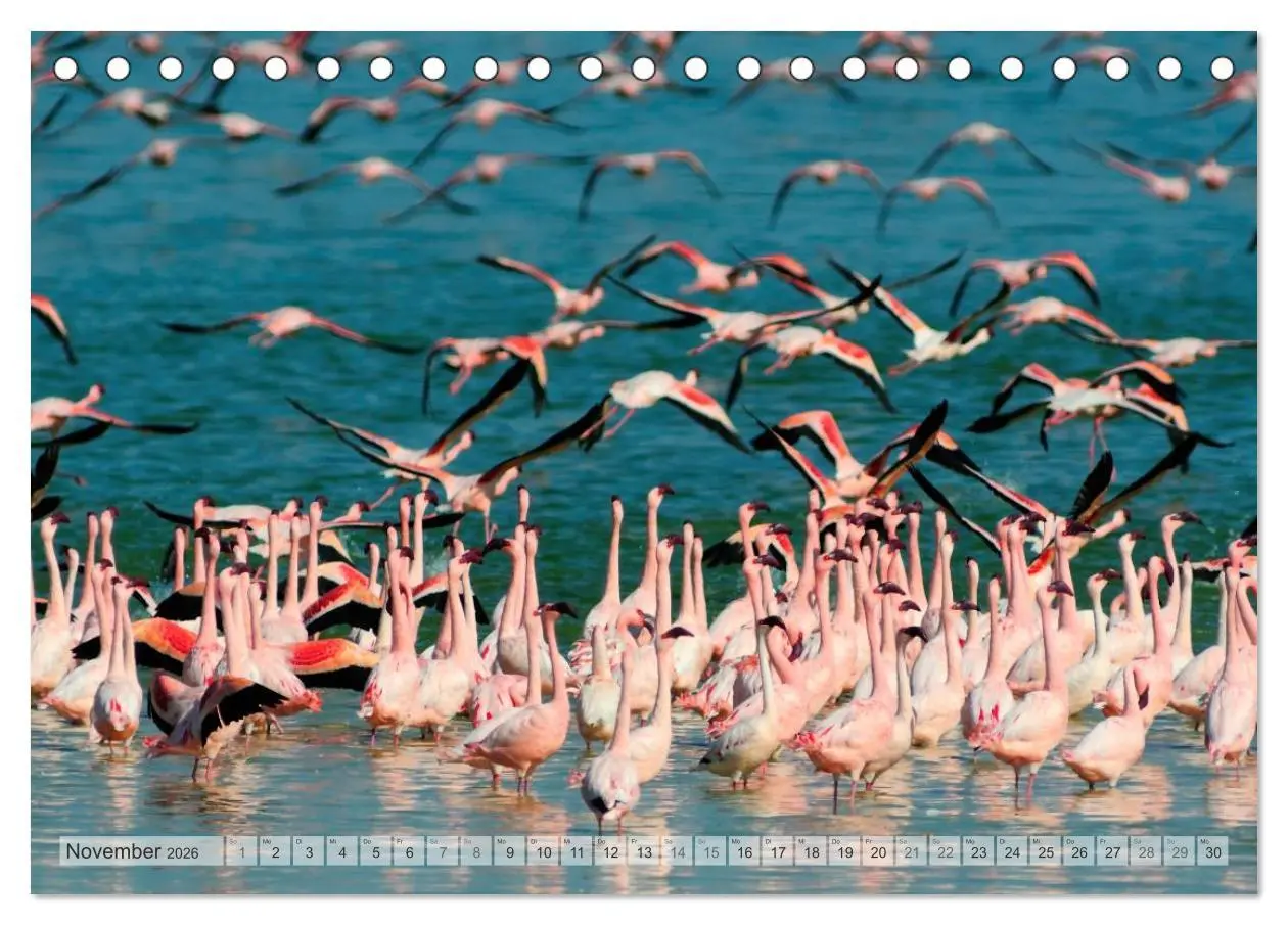 Bild: 9783516239119 | Afrikas Tierwelt Christian Heeb (Tischkalender 2026 DIN A5 quer),...