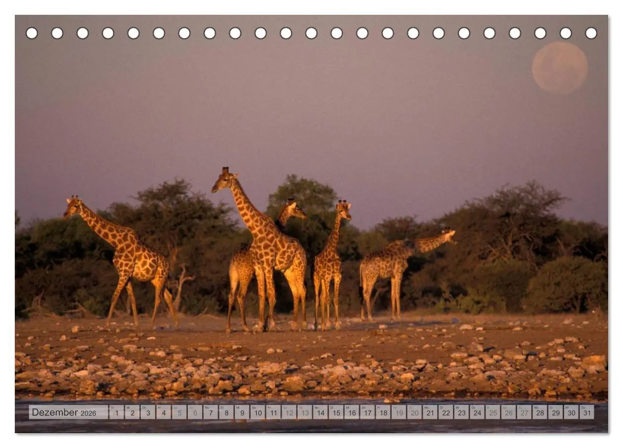 Bild: 9783516239119 | Afrikas Tierwelt Christian Heeb (Tischkalender 2026 DIN A5 quer),...