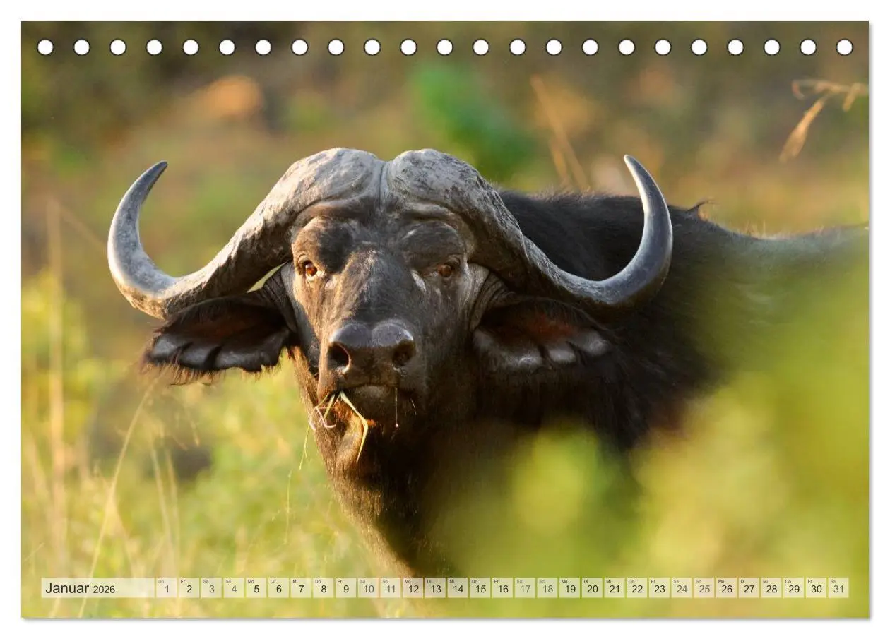 Bild: 9783516239119 | Afrikas Tierwelt Christian Heeb (Tischkalender 2026 DIN A5 quer),...