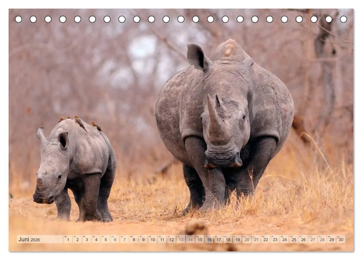 Bild: 9783516239119 | Afrikas Tierwelt Christian Heeb (Tischkalender 2026 DIN A5 quer),...