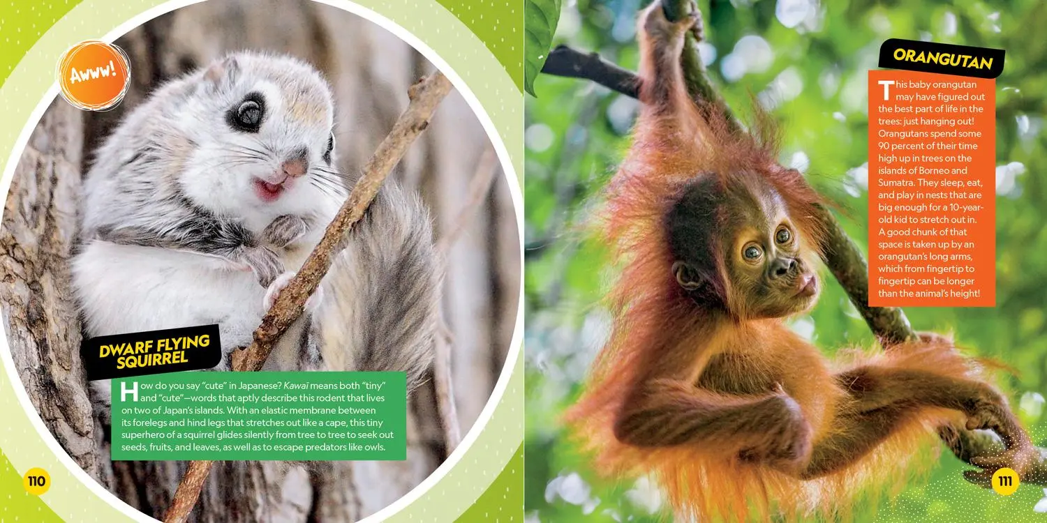 Bild: 9781426339219 | Cutest Animals on the Planet | National Geographic Kids | Taschenbuch