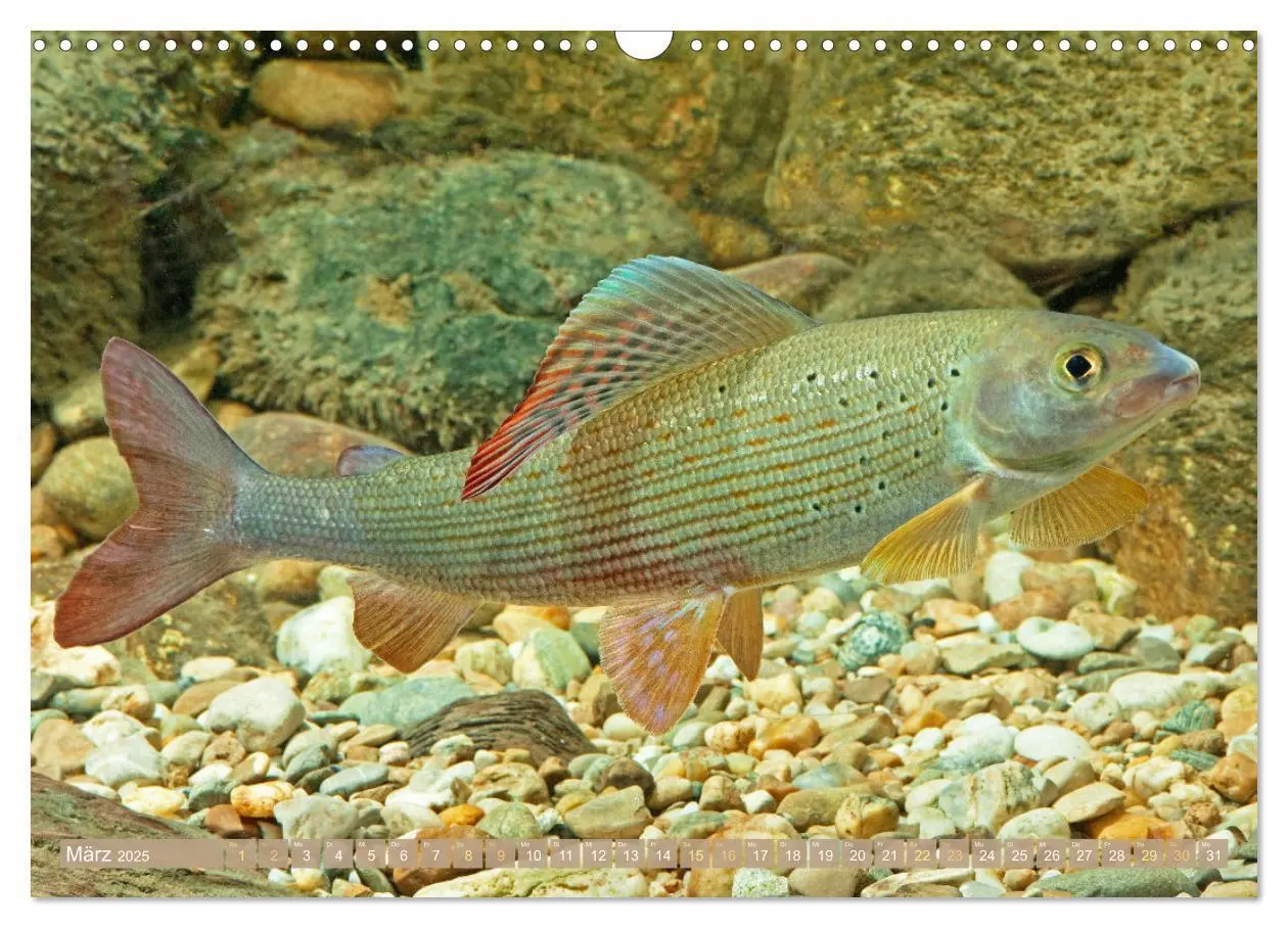 Bild: 9783383889219 | Fische in Teichen und Flüssen (Wandkalender 2025 DIN A3 quer),...