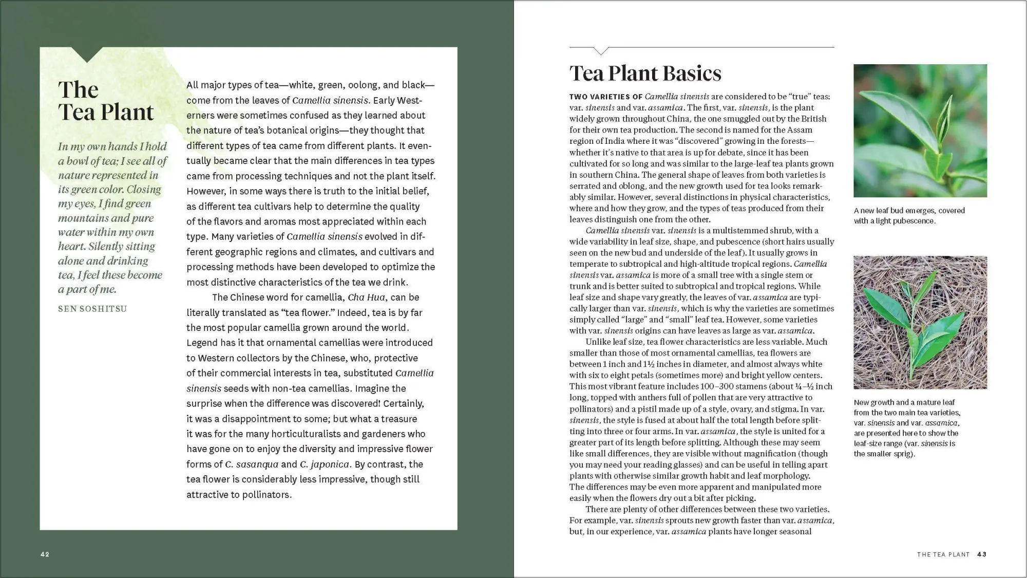 Bild: 9781604699319 | Grow Your Own Tea | Christine Parks (u. a.) | Taschenbuch | Englisch