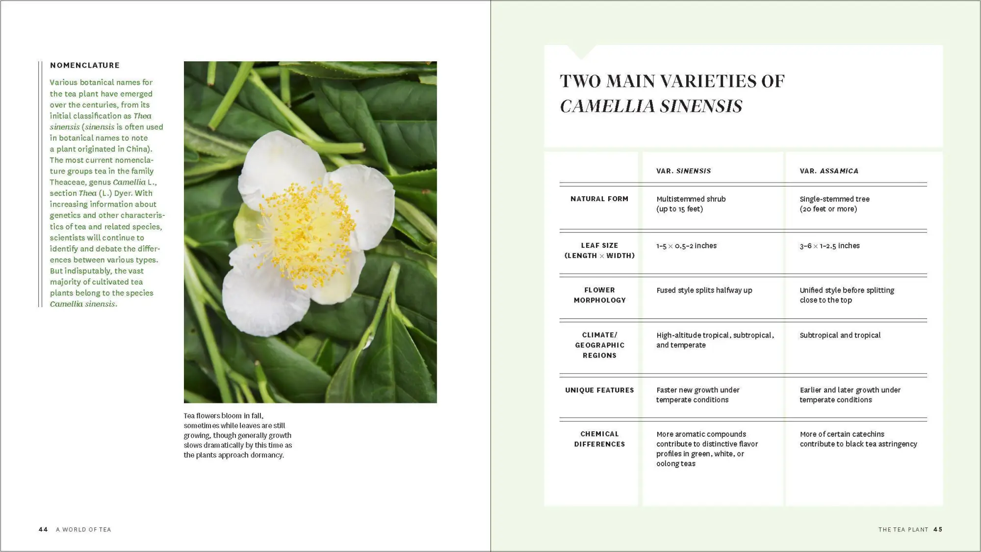 Bild: 9781604699319 | Grow Your Own Tea | Christine Parks (u. a.) | Taschenbuch | Englisch