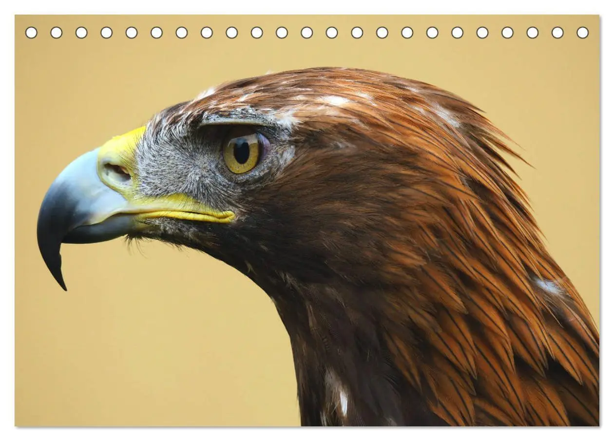 Bild: 9783435349319 | Raubvögel - lautlose Jäger (Tischkalender 2025 DIN A5 quer),...