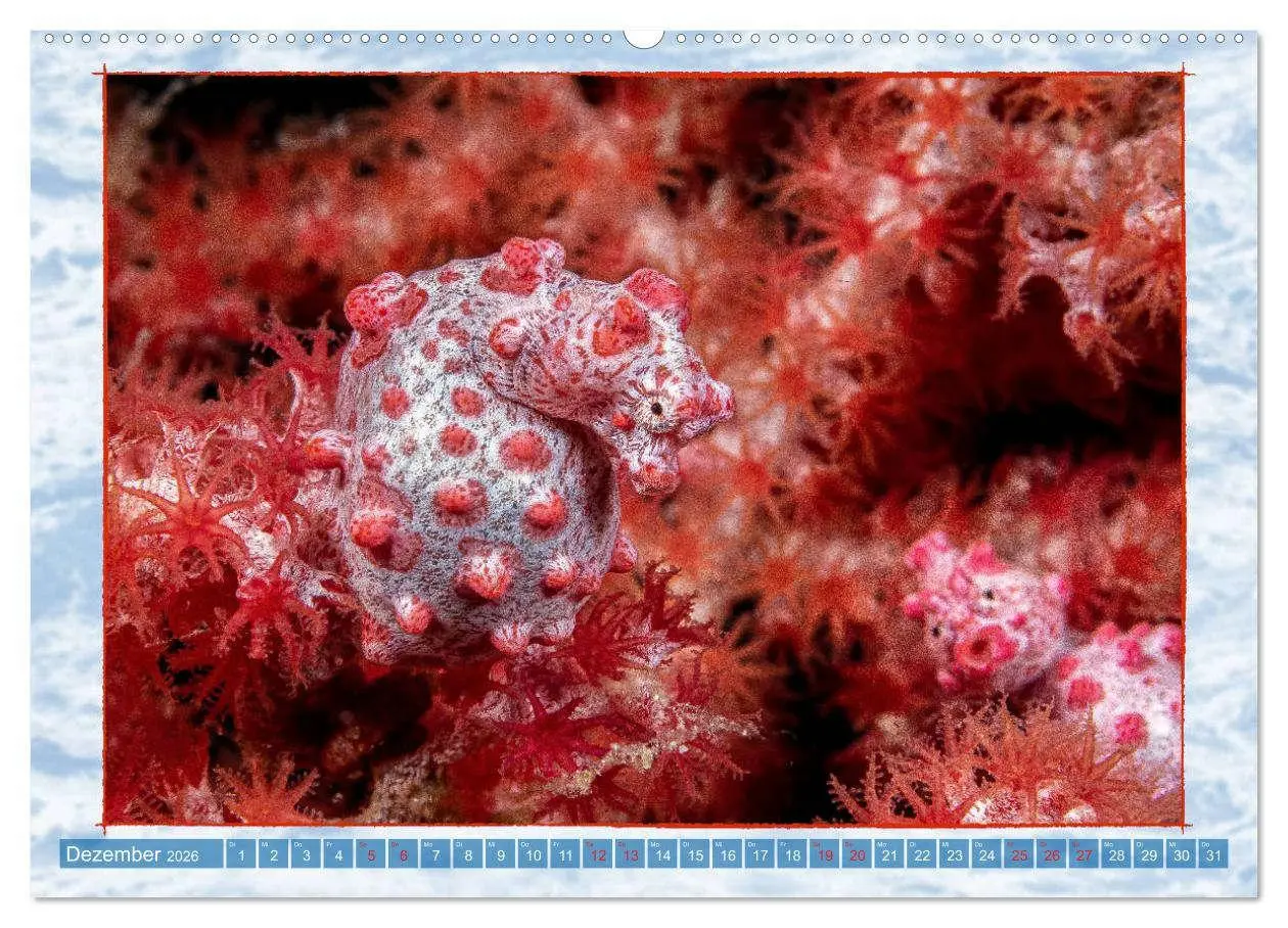 Bild: 9783457749319 | Farbenpracht unter Wasser (Wandkalender 2026 DIN A2 quer), CALVENDO...