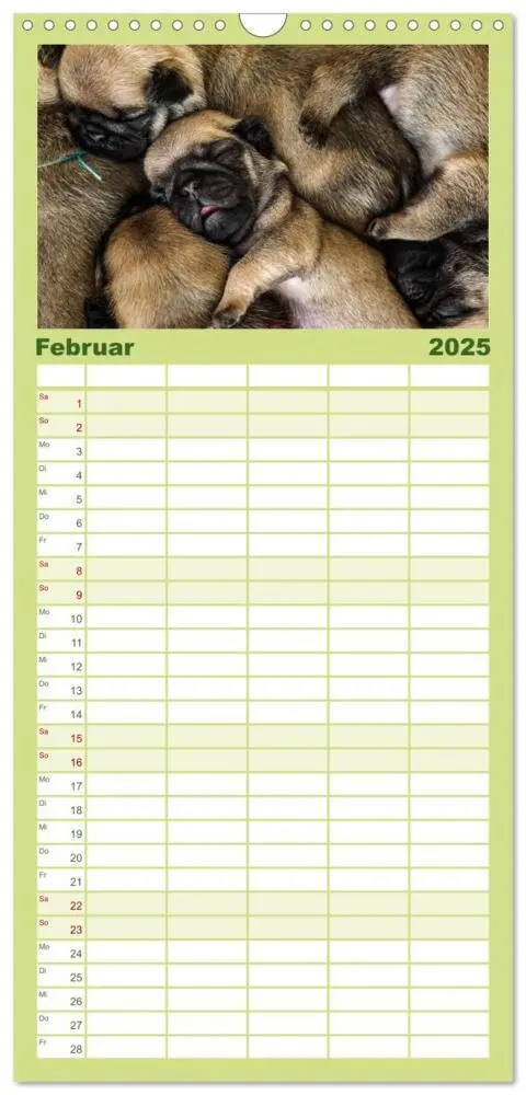 Bild: 9783457119419 | Familienplaner 2025 - Mopswelpen mit 5 Spalten (Wandkalender, 21 x...