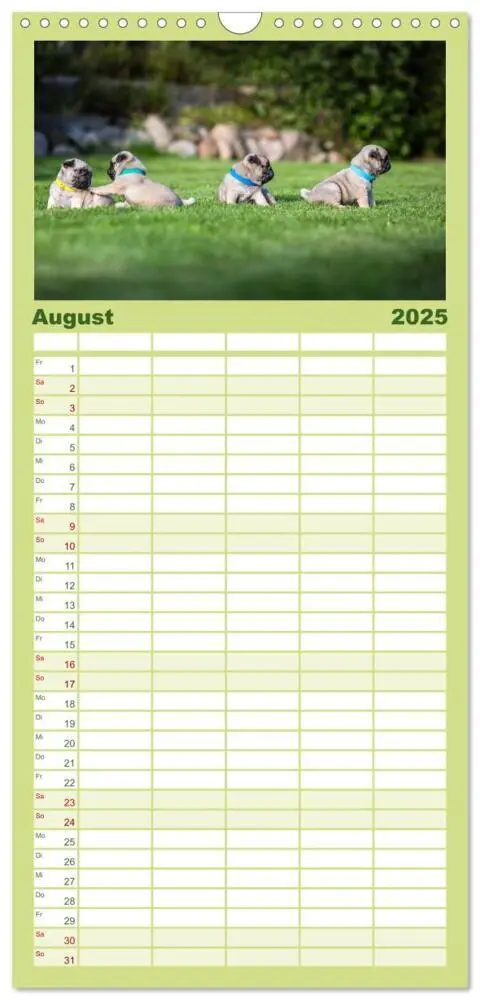 Bild: 9783457119419 | Familienplaner 2025 - Mopswelpen mit 5 Spalten (Wandkalender, 21 x...