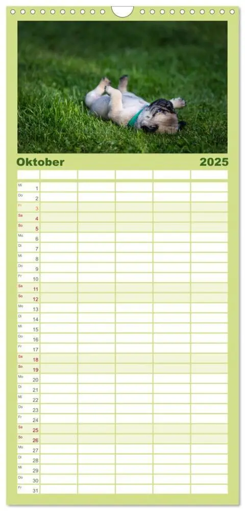 Bild: 9783457119419 | Familienplaner 2025 - Mopswelpen mit 5 Spalten (Wandkalender, 21 x...