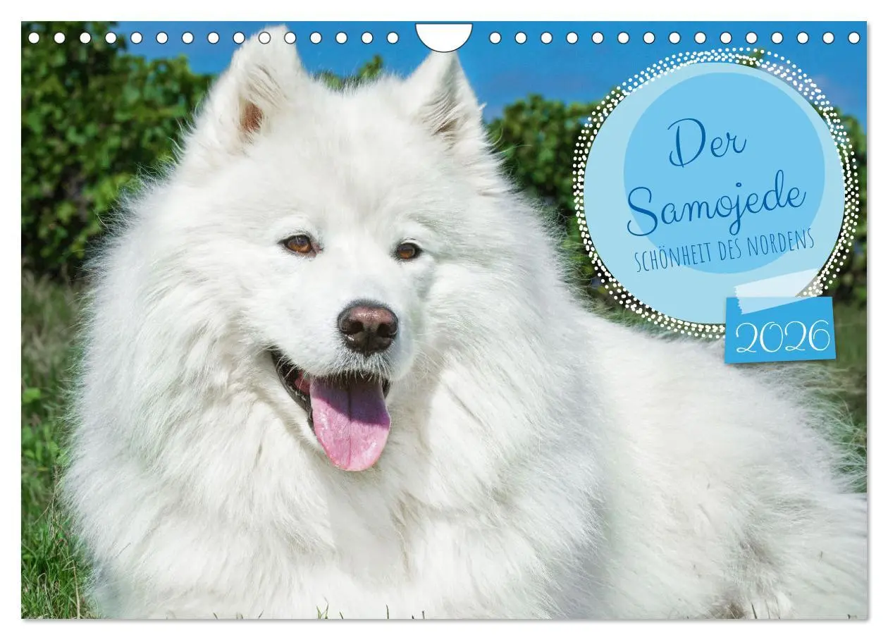 Cover: 9783457319819 | Der Samojede - Schönheit des Nordens (Wandkalender 2026 DIN A4...