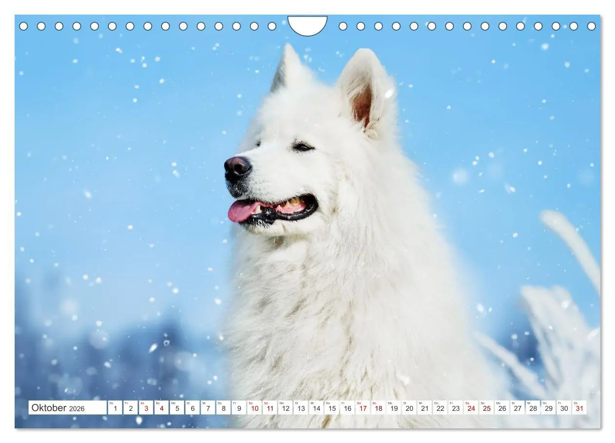 Bild: 9783457319819 | Der Samojede - Schönheit des Nordens (Wandkalender 2026 DIN A4...