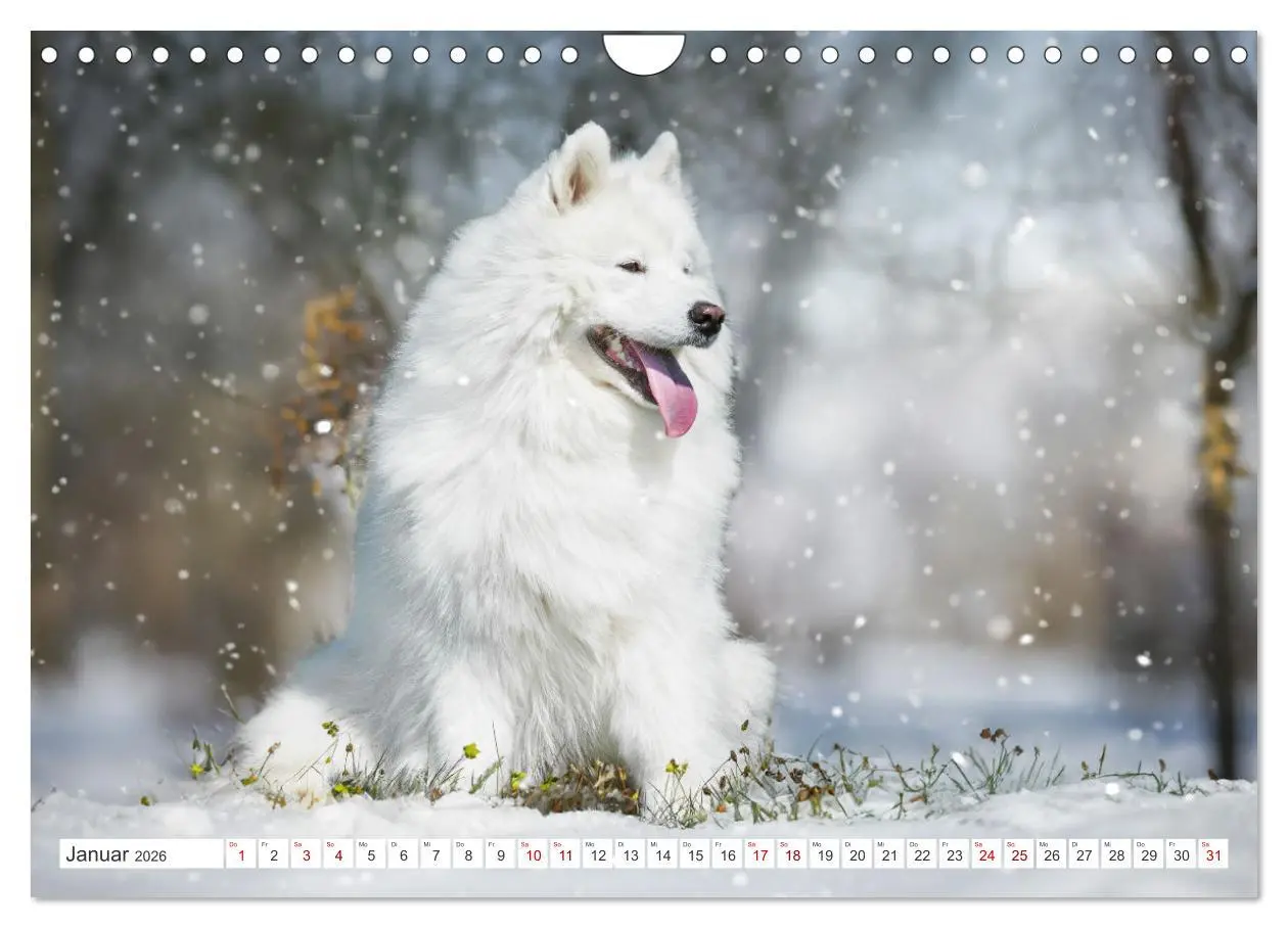 Bild: 9783457319819 | Der Samojede - Schönheit des Nordens (Wandkalender 2026 DIN A4...