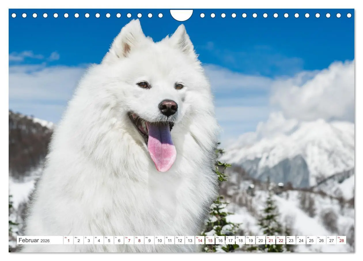 Bild: 9783457319819 | Der Samojede - Schönheit des Nordens (Wandkalender 2026 DIN A4...