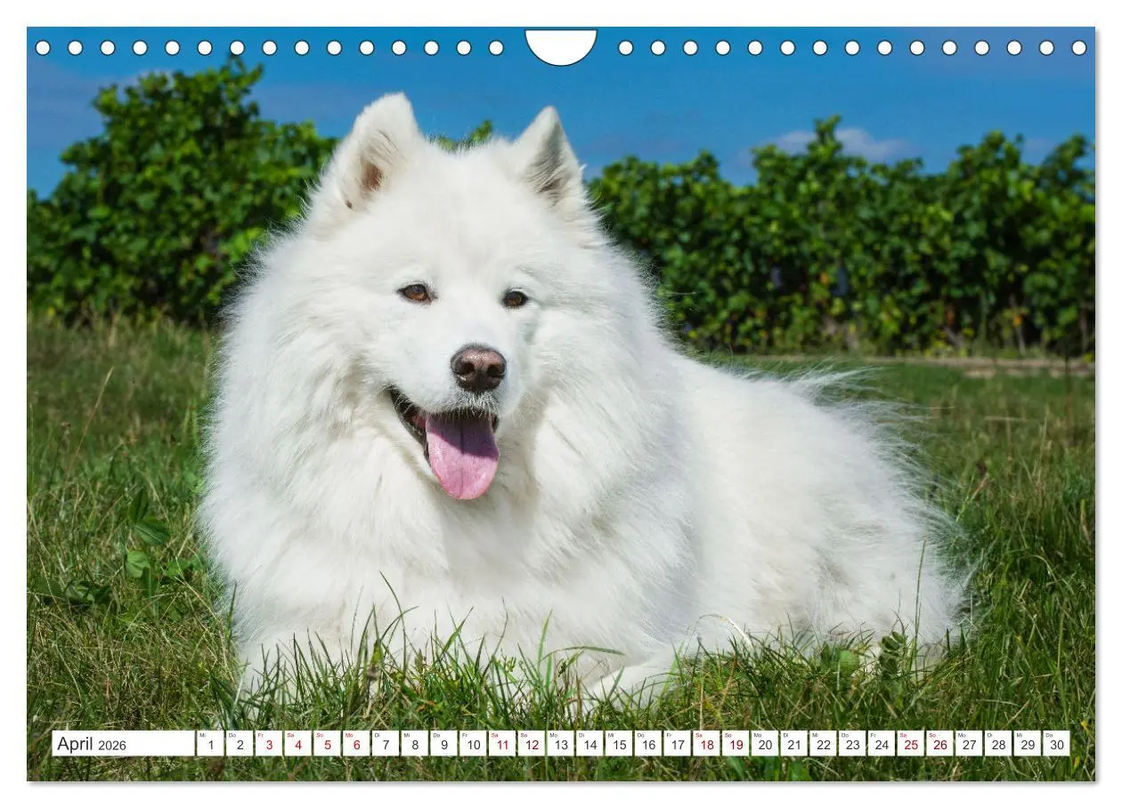 Bild: 9783457319819 | Der Samojede - Schönheit des Nordens (Wandkalender 2026 DIN A4...