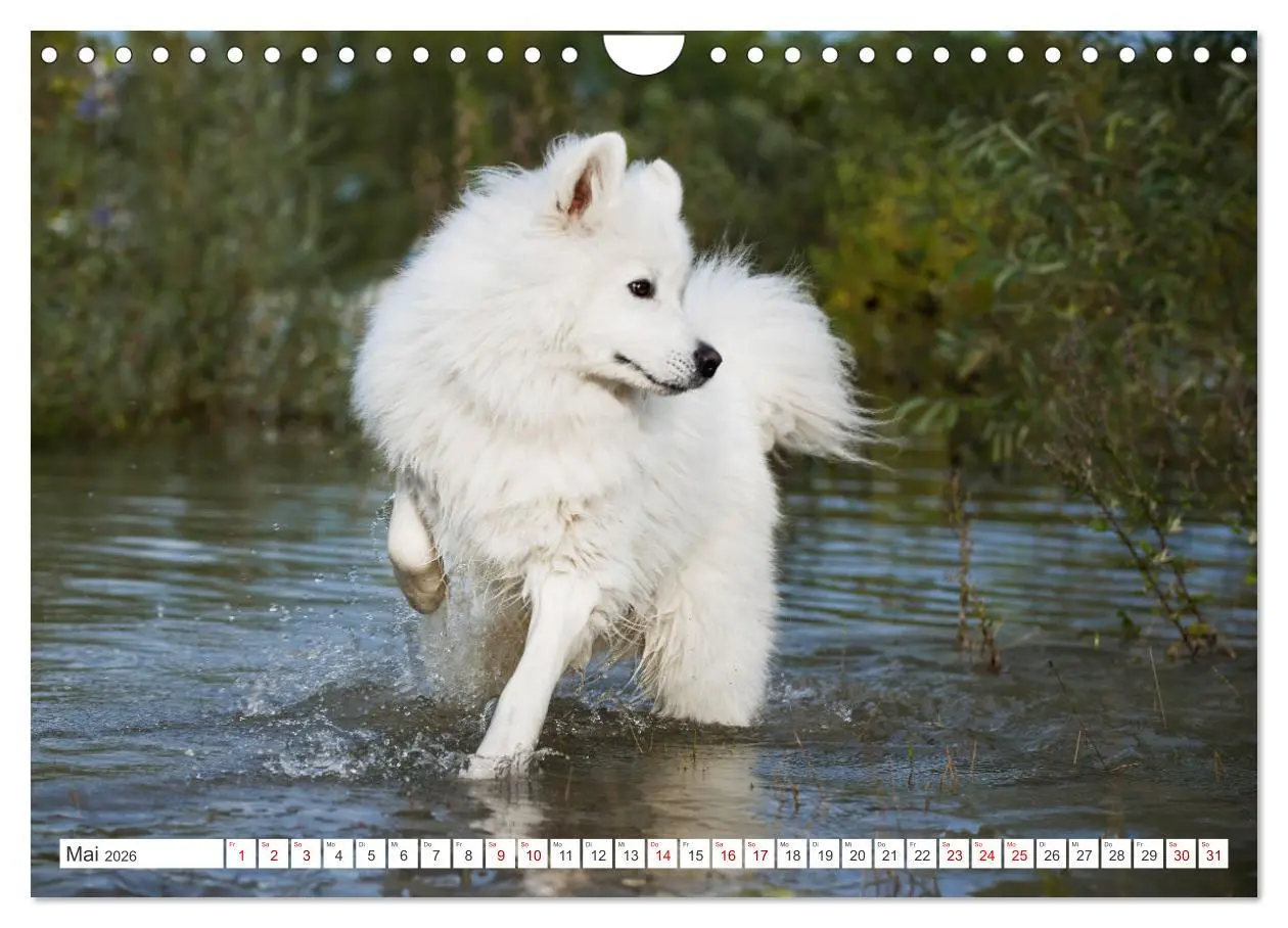 Bild: 9783457319819 | Der Samojede - Schönheit des Nordens (Wandkalender 2026 DIN A4...
