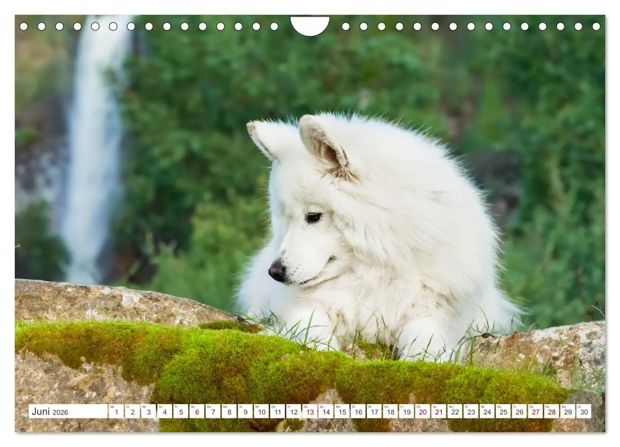 Bild: 9783457319819 | Der Samojede - Schönheit des Nordens (Wandkalender 2026 DIN A4...