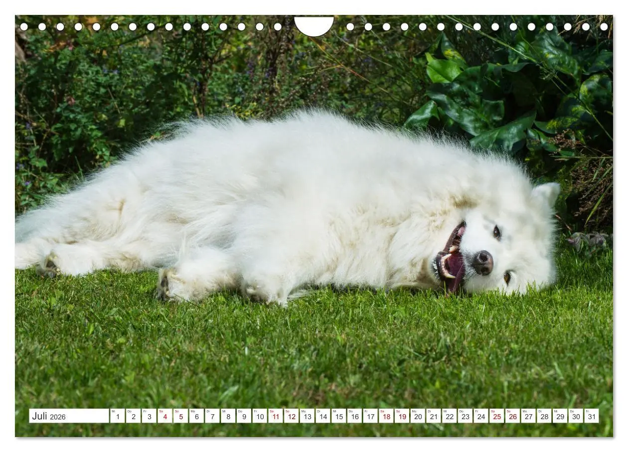 Bild: 9783457319819 | Der Samojede - Schönheit des Nordens (Wandkalender 2026 DIN A4...