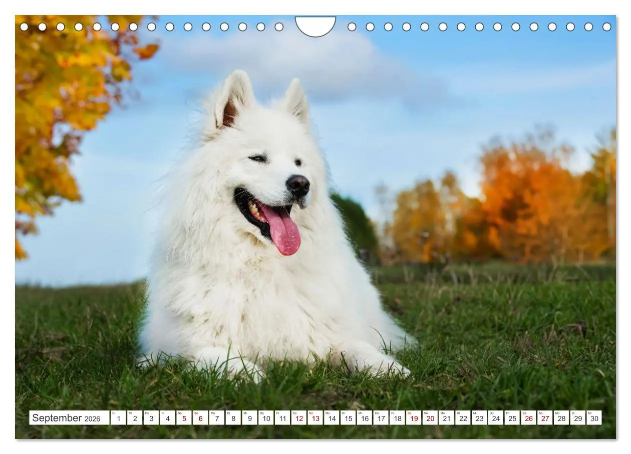 Bild: 9783457319819 | Der Samojede - Schönheit des Nordens (Wandkalender 2026 DIN A4...