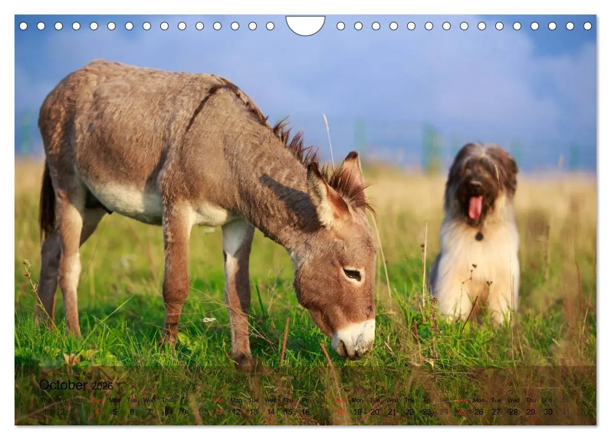 Bild: 9783516579819 | Little Donkey with Friends (Wall Calendar 2026 DIN A4 landscape),...