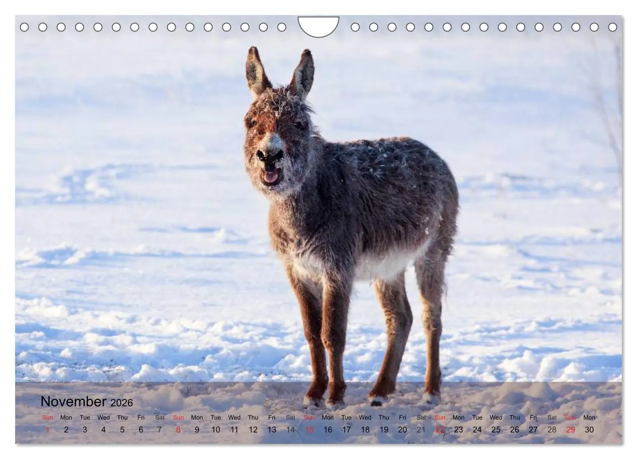 Bild: 9783516579819 | Little Donkey with Friends (Wall Calendar 2026 DIN A4 landscape),...