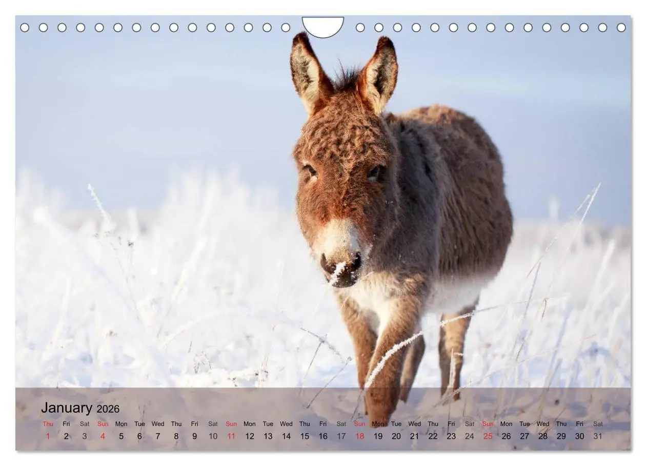 Bild: 9783516579819 | Little Donkey with Friends (Wall Calendar 2026 DIN A4 landscape),...