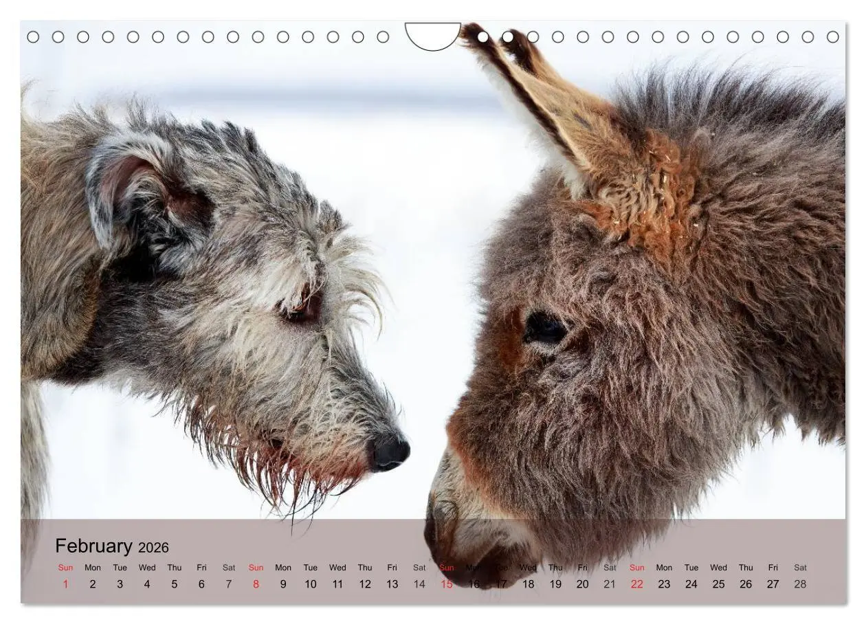 Bild: 9783516579819 | Little Donkey with Friends (Wall Calendar 2026 DIN A4 landscape),...