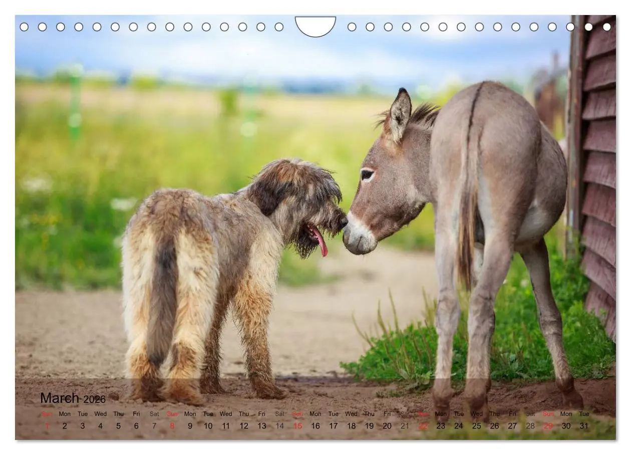 Bild: 9783516579819 | Little Donkey with Friends (Wall Calendar 2026 DIN A4 landscape),...