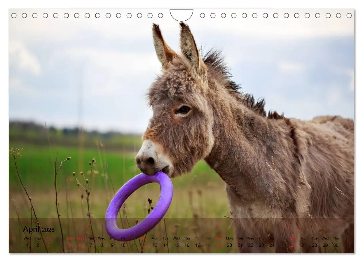 Bild: 9783516579819 | Little Donkey with Friends (Wall Calendar 2026 DIN A4 landscape),...