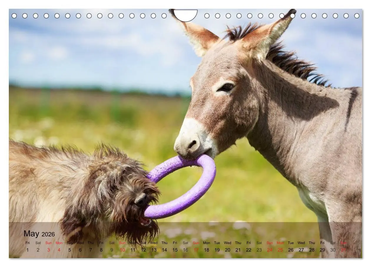 Bild: 9783516579819 | Little Donkey with Friends (Wall Calendar 2026 DIN A4 landscape),...