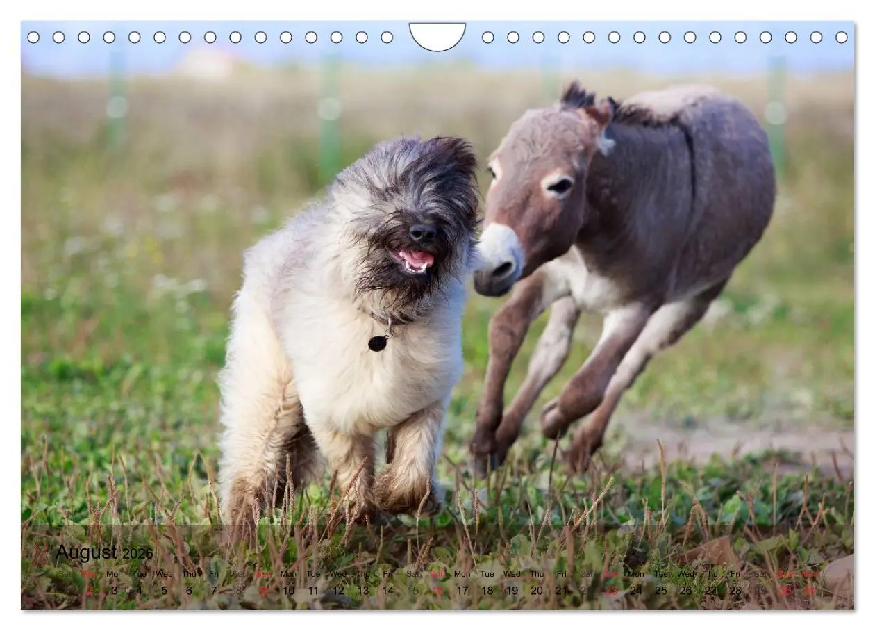 Bild: 9783516579819 | Little Donkey with Friends (Wall Calendar 2026 DIN A4 landscape),...